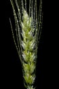 water drops on a Wheat ear on dark background close up Royalty Free Stock Photo