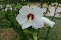 Water drops on white crimsoneyed flower of Hibiscus syriacus Royalty Free Stock Photo