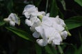 Water Drops on a White Flowering Sweet Pea