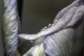 Water drops on white iris petals Royalty Free Stock Photo