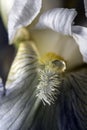 Water drops on white iris Royalty Free Stock Photo