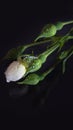 Water drops on a white rose on a black Royalty Free Stock Photo