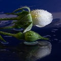 Water drops on a white rose on a black Royalty Free Stock Photo