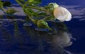 Water drops on a white rose on a black Royalty Free Stock Photo