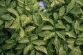 Water drops on wisteria frutescens leaves