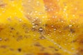 Water drops on a yellow aspen leaf Royalty Free Stock Photo