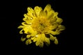 Water drops on a yellow daisy flower against a black background. Royalty Free Stock Photo