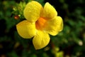 Water drops and yellow flower Royalty Free Stock Photo