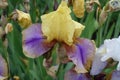 Water drops on yellow and violet flower of Iris germanica Royalty Free Stock Photo
