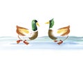 Water duck watercolor