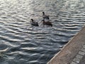 Water ducks brids