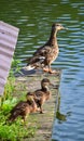 water ducks lake birds animals