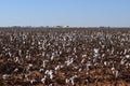 Cotton on the Llano Estacado Royalty Free Stock Photo