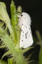 Water ermine (spilosoma urticae)