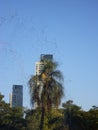 Water falling on a palm tree Royalty Free Stock Photo