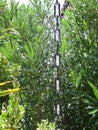 water falling from the sky rain get wet deluge water nature Royalty Free Stock Photo