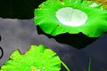Water fathered on lotus leaves