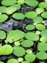 Water fern, mosquito fern Royalty Free Stock Photo