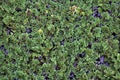 Water Ferns, Azolla sp.