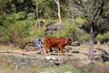 The water fetching from the well with bulls to irrigate the crops or drinking water for organic agriculture