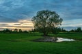 Water in the field under the tree and the evening sky Royalty Free Stock Photo