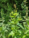 Water Figwort or Betony - Scrophularia auriculata, Norfolk, England, UK