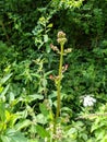 Water Figwort or Betony - Scrophularia auriculata, Norfolk, England, UK