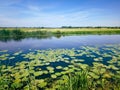 Water filled ditchin the Dutch polder landscape Royalty Free Stock Photo