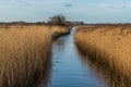 Water filled drainage edged with Norfolk reeds under a blue