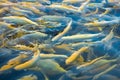 Water and fish bottom, goldfish Royalty Free Stock Photo