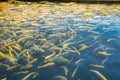 Water and fish bottom, goldfish Royalty Free Stock Photo