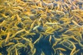 Water and fish bottom, goldfish Royalty Free Stock Photo