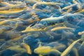 Water and fish bottom, goldfish Royalty Free Stock Photo