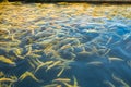 Water and fish bottom, goldfish Royalty Free Stock Photo
