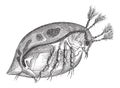 Water Flea or Daphnia sp., vintage engraving