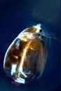 Water Flea Royalty Free Stock Photo