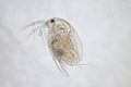 Water flea Royalty Free Stock Photo