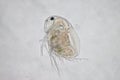 Water flea Royalty Free Stock Photo