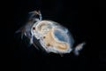 Water flea Royalty Free Stock Photo