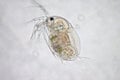Water flea Royalty Free Stock Photo