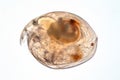 Water flea Moina macrocopa under microscope view Royalty Free Stock Photo