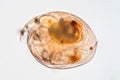 Water flea Moina macrocopa under microscope view Royalty Free Stock Photo
