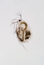 Water flea Moina macrocopa under microscope view Royalty Free Stock Photo