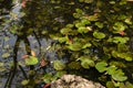 Lemna minor-The water floating plant