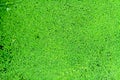 Water floats in duckweed leaves