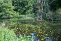 Flooded Ruhr floodplain with dead tree, wild growth and ducks on the water