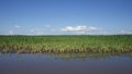 Water-flooded corn crops. Flooding in agricultural areas. Scenery