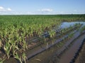 Water-flooded corn crops. Flooding in agricultural areas. Scenery