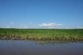 Water-flooded corn crops. Flooding in agricultural areas. Scenery