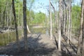 Water in flooded forest with trees and branches